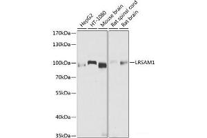 Western blot analysis of extracts of various cell lines using LRSAM1 Polyclonal Antibody at dilution of 1:1000. (LRSAM1 anticorps)