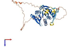 AlphaFold protein structure predicition of Mouse Recombinant Mettl18 Protein, UniprotID Q9CZ09