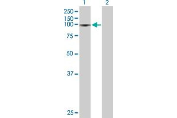 ZNF828 antibody  (AA 1-812)