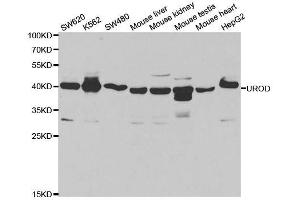 Western blot analysis of extracts of various cell lines, using UROD antibody. (UROD anticorps  (AA 1-367))