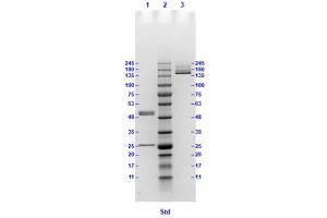 Coomassie stained SDS-PAGE results using Anti-Hemagglutinin (HA) (Mouse) Monoclonal Antibody clone 13A6 separated in a 4-20 % gradient gel. (Hemagglutinin anticorps)