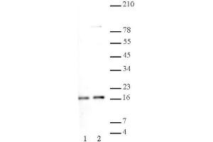 Histone H2A, acidic patch pAb tested by Western blot. (Histone H2A, Idic Patch (AA 89-91) anticorps)