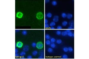 Immunofluorescence staining of fixed mouse splenocytes with anti-PD-1 (programmed cell death protein 1) antibody RMP1-14. (Recombinant PD-1 anticorps)