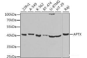 Western blot analysis of extracts of various cell lines using APTX Polyclonal Antibody at dilution of 1:1000. (Aprataxin anticorps)
