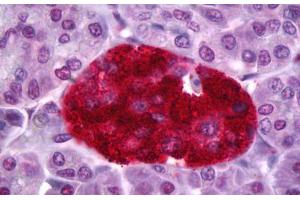 Anti-PTPRN antibody IHC staining of human pancreas, islets of Langerhans. (PTPRN anticorps)