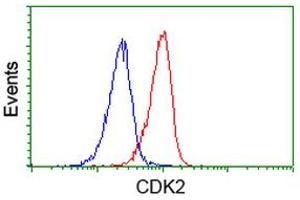 Image no. 3 for anti-Cyclin-Dependent Kinase 2 (CDK2) antibody (ABIN1497397) (CDK2 anticorps)