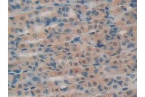 Detection of RNase A in Rat Intestine Tissue using Polyclonal Antibody to Ribonuclease A (RNase A)