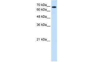 WB Suggested Anti-RPN2 Antibody Titration:  0. (Ribophorin II anticorps  (N-Term))