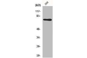 Western Blot analysis of 293 cells using Midline-1 Polyclonal Antibody (MID1 anticorps  (N-Term))