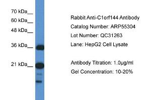 WB Suggested Anti-C1orf144 Antibody Titration: 0. (C1orf144 anticorps  (N-Term))