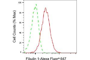 anti-Fibulin 1 (FBLN1) antibody