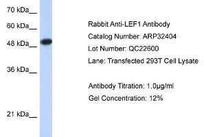 WB Suggested Anti-LEF1 Antibody Titration:  0. (LEF1 anticorps  (Middle Region))
