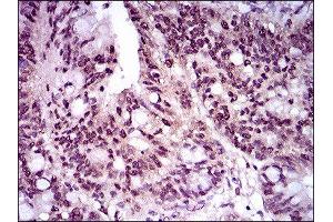 Immunohistochemistry (IHC) image for anti-T Antigen (AA 257-309) antibody (ABIN1845736) (T Antigen (AA 257-309) anticorps)