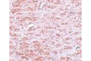 Immunohistochemistry of CDX2 in rat brain tissue with CDX2 antibody at 5 μg/ml.