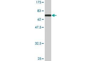 Western Blot detection against Immunogen (70.