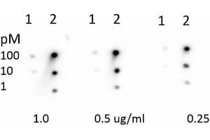 Dot Blot of Rabbit Anti-Retinoblastoma [Monomethyl Lys860] Antibody.