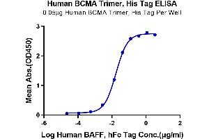Immobilized Human BCMA Trimer at 0.