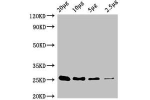 Western Blot Positive WB detected in: A549 whole cell lysate at 20 μg, 10 μg, 5 μg, 2. (CD9 anticorps  (AA 112-195))