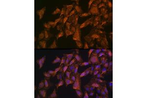 Immunofluorescence analysis of U-2 OS cells using VEGFB Rabbit pAb (ABIN3022999, ABIN3023000, ABIN3023001 and ABIN6219338) at dilution of 1:100 (40x lens).