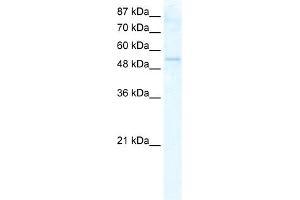WB Suggested Anti-DDX19A Antibody Titration:  2. (DDX19A anticorps  (N-Term))