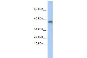 Western Blotting (WB) image for anti-Glycine N-Acyltransferase (GLYAT) antibody (ABIN2459220) (GLYAT anticorps)