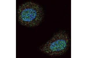 Confocal immunofluorescent analysis of PTEN Antibody (N-term) (ABIN6242545 and ABIN6579042) with MCF-7 cell followed by Alexa Fluor 488-conjugated goat anti-rabbit lgG (green).