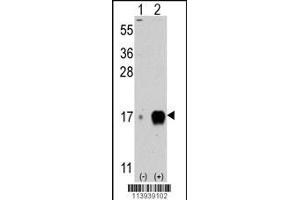 Western blot analysis of IFITM3 (arrow) using rabbit polyclonal IFITM3 Antibody (C-term) (ABIN387990 and ABIN2845008). (Fagilis (IFITM3) (AA 64-93) anticorps)