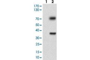 Western blot analysis of Lane 1: Negative control [HEK293 cell lysate]; Lane 2: Over-expression lysate [TUBE1 (AA: 314-472)-hIgGFc transfected HEK293 cells] with TUBE1 monoclonal antibody, clone 7G3B2  at 1:500-1:2000 dilution.