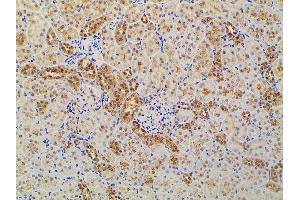 ABIN6277691 at 1/100 staining rat kidney tissue sections by IHC-P. (Ephrin B2 anticorps  (C-Term))
