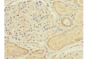 Immunohistochemistry of paraffin-embedded human kidney tissue using ABIN7160536 at dilution of 1:100 (MYLK4 anticorps  (AA 119-388))