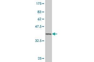 Western Blot detection against Immunogen (41.