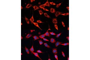 Immunofluorescence analysis of NIH-3T3 cells using PDH Polyclonal Antibody (ABIN6132882, ABIN6145379, ABIN6145381 and ABIN6225274) at dilution of 1:100 (40x lens).
