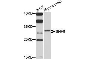 Western blot analysis of extracts of 293T and mouse brain cells, using SNF8 antibody. (SNF8 anticorps)