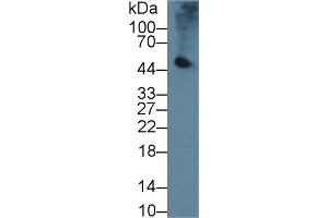 Western blot analysis of Mouse Pancreas lysate, using Mouse PL Antibody (2 µg/ml) and HRP-conjugated Goat Anti-Rabbit antibody ( (PNLIP anticorps  (AA 201-412))
