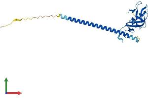 AlphaFold protein structure predicition of Mouse Recombinant Clec1b Protein, UniprotID Q9JL99