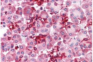 Human Pancreas: Formalin-Fixed, Paraffin-Embedded (FFPE) (Embigin anticorps  (C-Term))