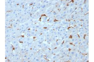 Formalin-fixed, paraffin-embedded human Liver stained with C1QA Mouse Monoclonal Antibody (C1QA/2953). (C1QA anticorps  (AA 104-237))