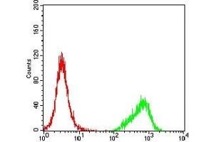 Flow cytometric analysis of K562 cells using CCNE1 mouse mAb (green) and negative control (red).