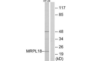 Western Blotting (WB) image for anti-Mitochondrial Ribosomal Protein L18 (MRPL18) (N-Term) antibody (ABIN1850552) (MRPL18 anticorps  (N-Term))