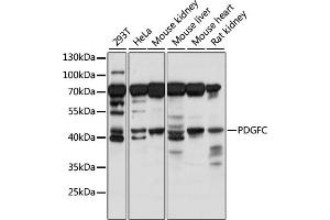 Western blot analysis of extracts of various cell lines, using PDGFC antibody (ABIN7269403) at 1:1000 dilution. (PDGFC anticorps  (AA 166-345))