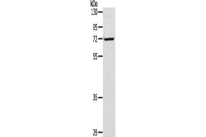 Western Blotting (WB) image for anti-Leukotriene A4 Hydrolase (LTA4H) antibody (ABIN2423744) (LTA4H anticorps)