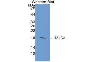 Detection of Recombinant MFAP5, Mouse using Polyclonal Antibody to Microfibrillar Associated Protein 5 (MFAP5)