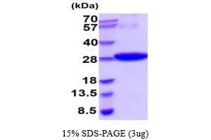 SDS-PAGE (SDS) image for Glutathione S Transferase (GST) (AA 1-224) protein (His tag) (ABIN666898) (GST Protein (AA 1-224) (His tag))