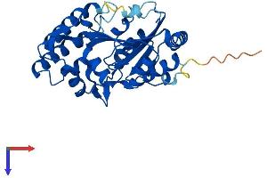 AlphaFold protein structure predicition of Human Recombinant NT5C3B Protein, UniprotID Q969T7