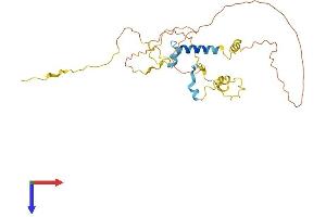AlphaFold protein structure predicition of Mouse Recombinant Myoz1 Protein, UniprotID Q9JK37
