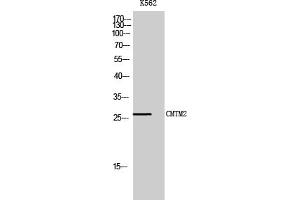 anti-CKLF-Like MARVEL Transmembrane Domain Containing 2 (CMTM2) (AA 140-220) antibody