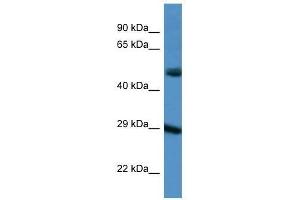 Western Blot showing GJD3 antibody used at a concentration of 1. (Gap Junction Protein, delta 3, 31.9kDa (GJD3) (C-Term) anticorps)