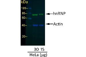 Donkey anti-Mouse IgG (Heavy & Light Chain) antibody (DyLight 800) - Preadsorbed