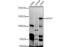Western blot analysis of extracts of various cell lines, using  antibody (ABIN1678685, ABIN3015308, ABIN3015309 and ABIN6213977) at 1:1000 dilution. (APAF1 anticorps  (AA 1-250))