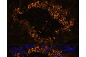 Immunofluorescence analysis of Mouse testis using OXCT2 Polyclonal Antibody at dilution of 1:100. (OXCT2 anticorps)